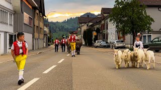 wonderful Swiss custom🇨🇭early morning goats amp cows walk through Urnäsch to the Swiss Alps 🐐🐄⛰️🫶 [upl. by Adamski304]