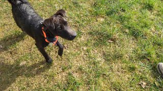 Lead manners and ecollar training for patterdale Betty [upl. by Maximilien]