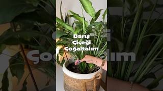 Yavrusuz Barış Çiçeğimi Nasıl Çoğalttım 🥹 bitkilerindili bitkibakımı spathiphyllum [upl. by Jazmin]