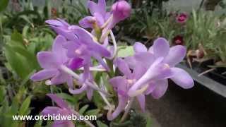 OrchidWeb  Neofinetia falcata x Aerides odorata [upl. by Caz282]