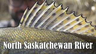 North Saskatchewan River Fishing for Sauger Goldeye Walleye [upl. by Jonell]