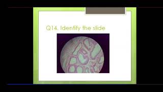 Histology Slides Identification amp Revision Test Quiz 20 With Explanation By Dr Azmi Mohsin [upl. by Plato]