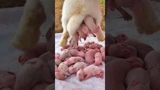 Rabbit Growth  Baby Animals 1 To 16 Days [upl. by Novhaj]