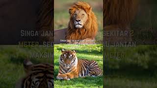 Harimau vs Singa [upl. by Aramal]