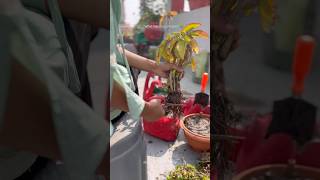 Repotting plant repotting plants gardening terracegarden [upl. by Inanak799]