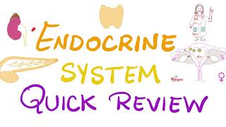 Endocrine System Review  Pituitary Thyroid Parathyroid Adrenal Pancreas Gonads  Biology [upl. by Channa]