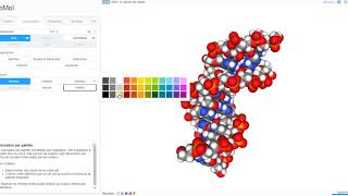 eSVT Tutoriel LibMol  Déterminer la structure de lADN [upl. by Syck]