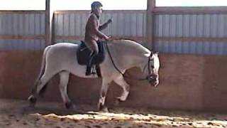 Pjoska Norwegian Fjord Horse For Sale Part 1  SOLD [upl. by Zakaria]