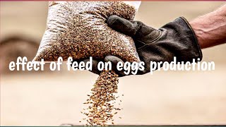 ktni feed dani andy wali murgi ko  quantity of feed per hen per day [upl. by Elyag]