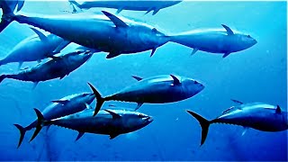 Documentary Blue Fin Tuna UK [upl. by Elli]