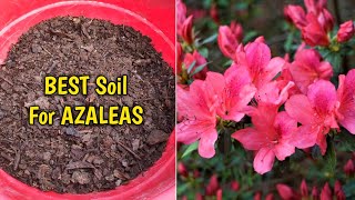 How To Grow Azalea Plant In Pot Complete Guide [upl. by Hsemin]