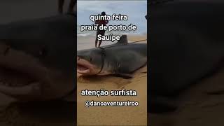 tubarão gigante encalhado na praia de Porto de Sauípe Bahia [upl. by Eednac]