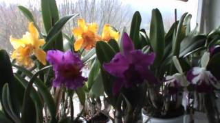 Cattleya  Dez 2009 [upl. by Ainadi53]