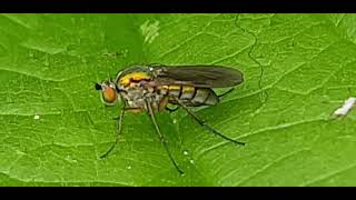 Dolichopodidae  ca Dolichopus sp [upl. by Ratcliff]