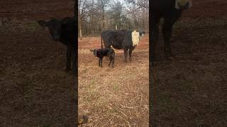 Calving season has officially started 62 more to go angus longhorns calves babies ranch [upl. by Derfnam212]