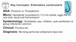 Helminths Enterobius [upl. by Einatsed]