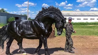 13 des Chevaux les Plus Grands et Puissants de la Planète [upl. by Blockus]