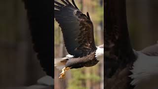 Stunning Closeup of a Bald Eagle Soaring in nature  wildlife animation whatsappstatus birds [upl. by Woodcock]