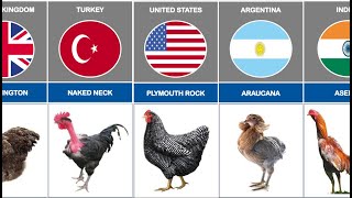 Chicken Breeds from Different Countries  Comparison Video [upl. by Patten]