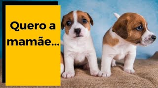 FILHOTE DE CACHORRO CHORANDO MUITO  O que fazer  DICAS GARANTIDAS [upl. by Cirtap]