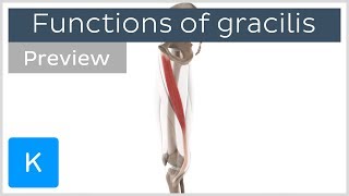 Functions of the gracilis muscle 3D preview  Human Anatomy  Kenhub [upl. by Akinoj]