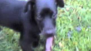 patterjack terrier cute puppy the best dog in the world [upl. by Lexine]