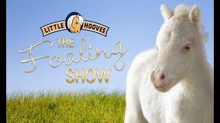 The Foaling Show • Stall 1 • Horse and Pony Live Cam [upl. by Mraz495]