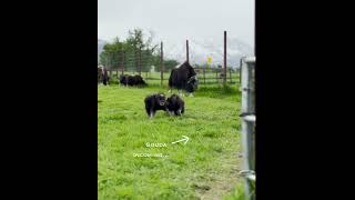 As Amanda Rose Warren would say Musk Ox Hair Dont Care alaska muskox farmlife [upl. by Corb]