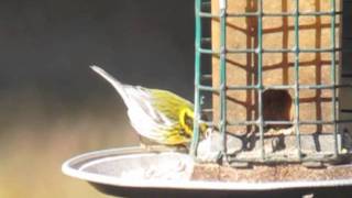 The 4th documented record of Townsends Warbler in Pennsylvania [upl. by Boor]