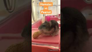 Hamster vs Peanut djungarian pets ドワーフ cute जंगली rat 도와프 animals food [upl. by Ahsaret]