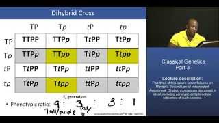 DAT Mendelian Inheritance – Part 3 Dihybrid Cross Example [upl. by Nazler]