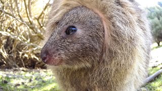 MEET THE QUOKKAS [upl. by Groscr76]