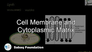 Cell Membrane Cytoplasmic Matrix Biology Lecture  Sabaqpk [upl. by Cathie]