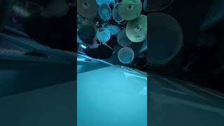 Teddy Picker  Arctic Monkeys drumcover [upl. by Meerak]