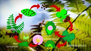 Life Cycle Of Fern Plants  Pteridophyte life cycle 🌿 [upl. by Darra]