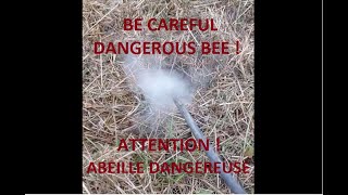 attention  abeille dangereuse  be careful  dangerous bee [upl. by Lusar1]