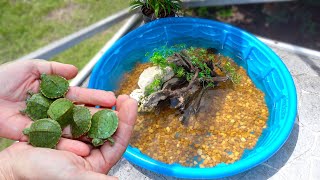 Rescued BABY TURTLES Get Their DREAM HOME [upl. by Ostler]