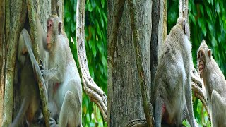 Pity a little baby asks her Mom for a milk she step on tree and Gi Gi to hungry to beating weanin [upl. by Turpin560]