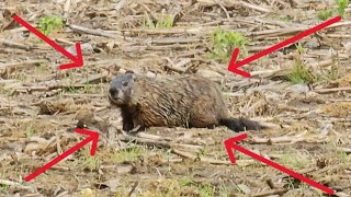 2024 PA Groundhog Hunting Compilation PART 1 [upl. by Lori]