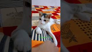 FUNNY CAT funny billi catfunny animals Cat lover funnycatvideosanim [upl. by Eddra]