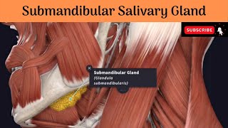 Submandibular Salivary Gland  Parts  Relations  Duct amp Relations Nerve Supply Clinical anatomy [upl. by Anilorak]