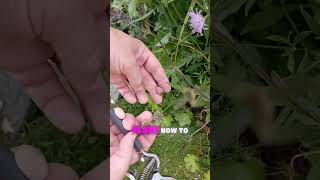 How to Dead Head Scabiosa  Keep Scabiosa Flowering All Summer  Scabious Growing Tips [upl. by Haduhey]