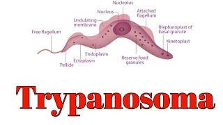 Trypanosoma classification and morphology [upl. by Sumer795]