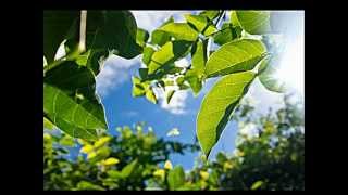 Masoala Forest Lodge  Madagascar [upl. by Naltiac]