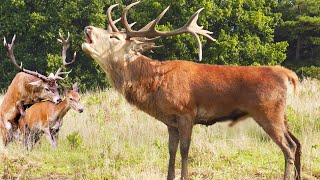 Amazing Roar of a Deer  The Mating Period of the Red Deer [upl. by Lowney]