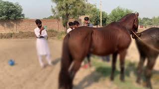 Horse meets other horse in village [upl. by Anirda]