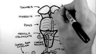 Spinal Pathways 2  Dorsal Column  Medial Lemniscus Pathway [upl. by Elohcim696]