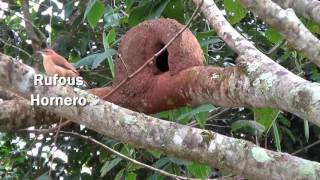 Rufous Hornero  National Bird of Argentina [upl. by Abel]