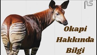 Okapi Hakkında Bilgi [upl. by Eaj]