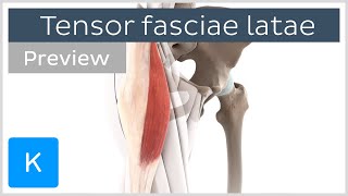 Functions of the tensor fasciae latae preview  Human Anatomy  Kenhub [upl. by Eeleimaj]